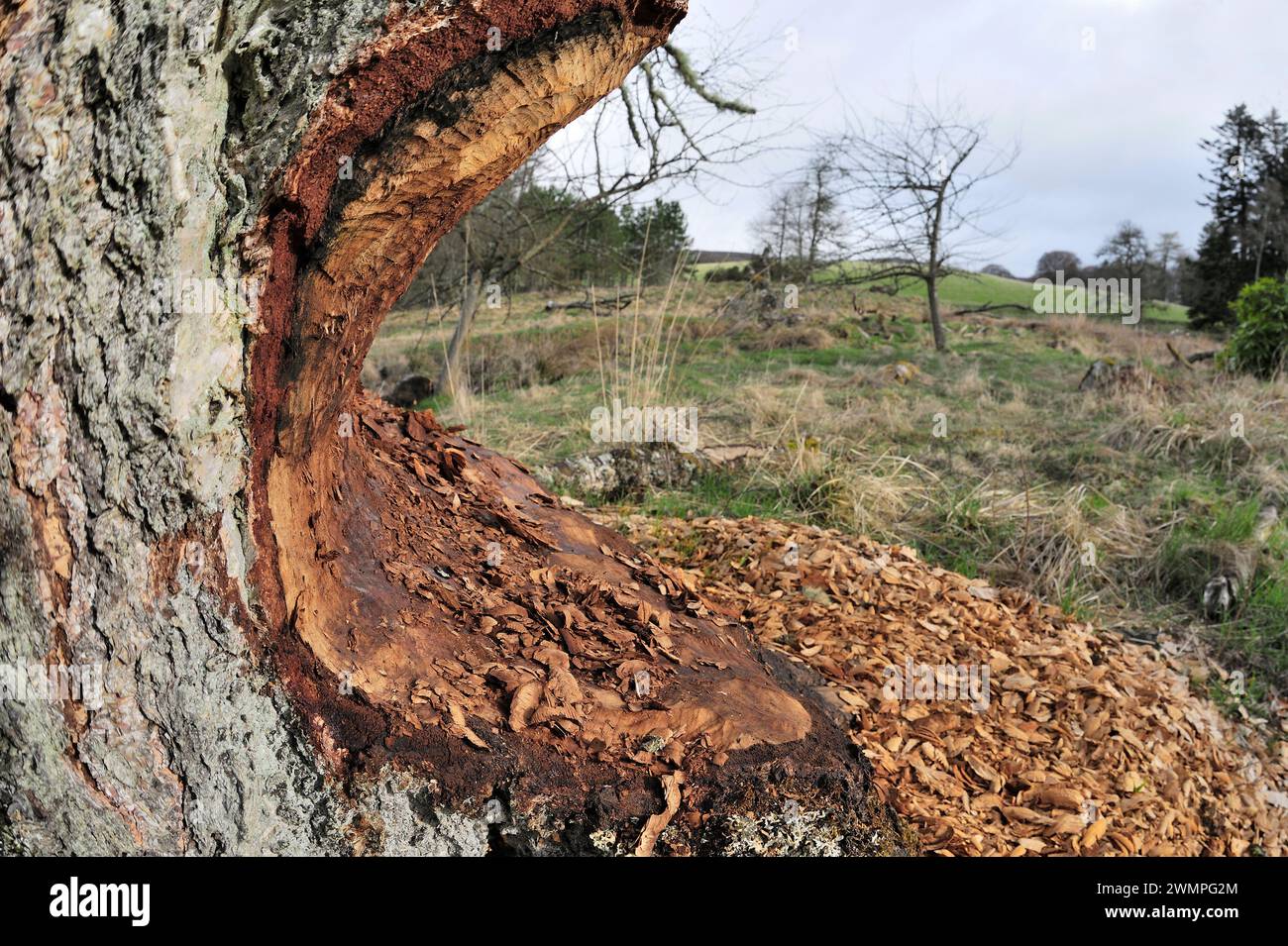 Europäische Biber (Castor fiber) Basis der Reifen Erle (Alnus glutinosa), die von Bibern schrittweise gefällt wird, Perthshire Stockfoto