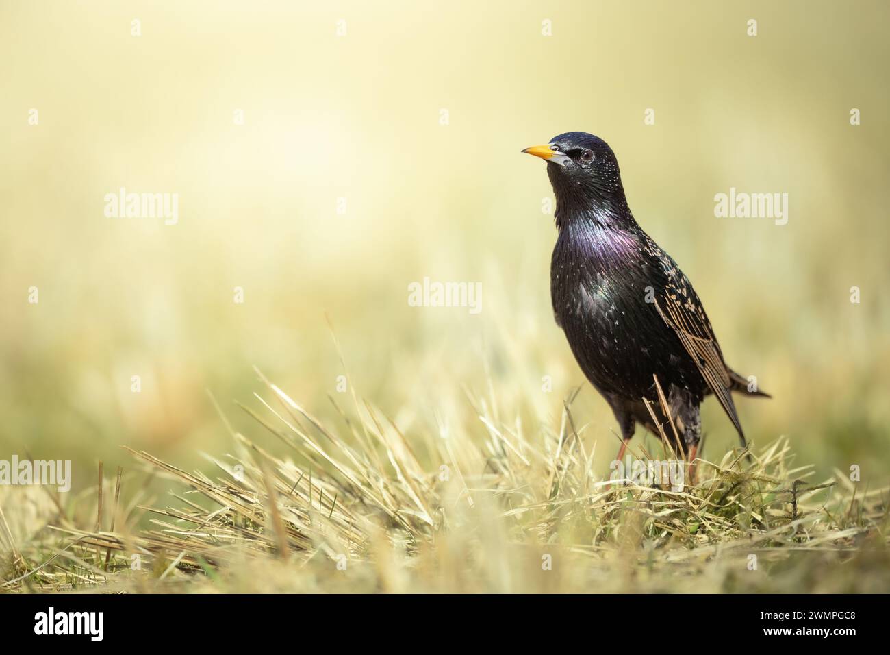 Vogel - gemeiner Starling Sturnus vulgaris, Sommerzeit Polen Europa Stockfoto