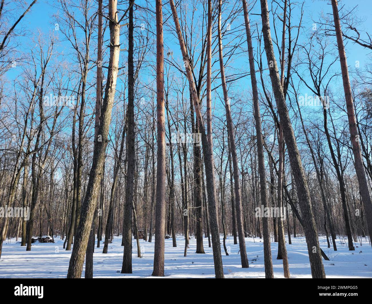 Hintergrund der Baumstämme im Winterwald und klarer blauer Himmel Stockfoto