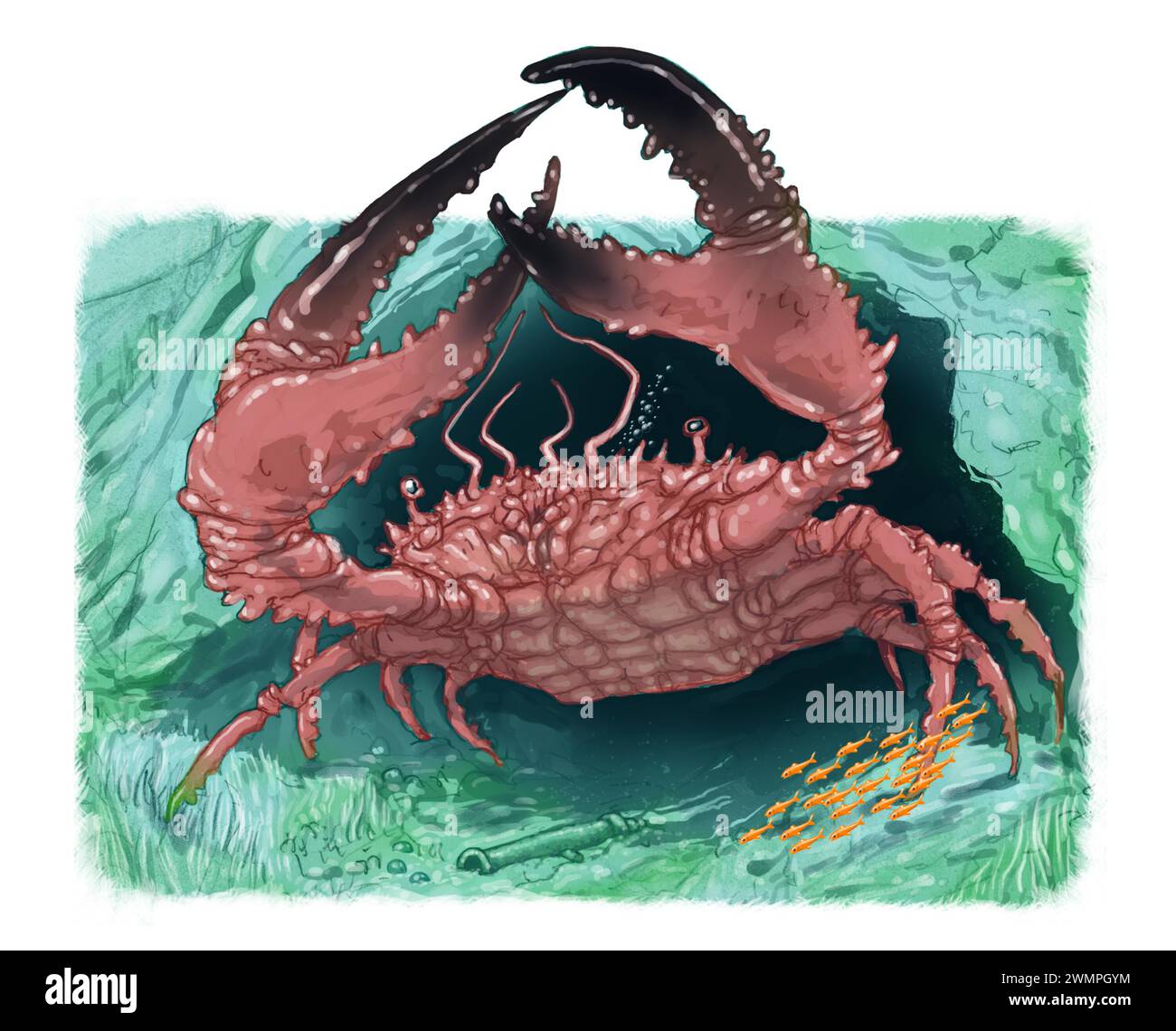 Art Tasmanische Krabbe, Pseudocarcinus gigas, alias riesige Tiefseekrabbe, riesige Südkrabbe, Königskrabbe, Bullkrabbe, Anzug Paleo Art Tumidocarcinus giganteus Stockfoto