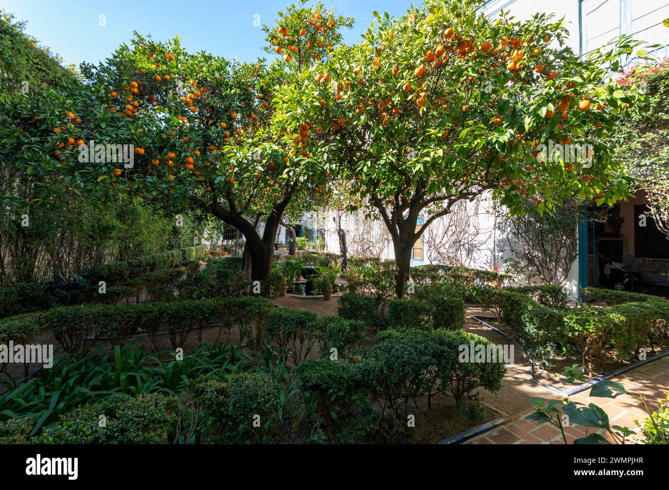 Patio de Los Naranjos – Innenhof der Orangenbäume, ein arabischer Küchengarten mit einem kleinen Hain von hundert Jahre alten Orangenbäumen am Palacio Stockfoto