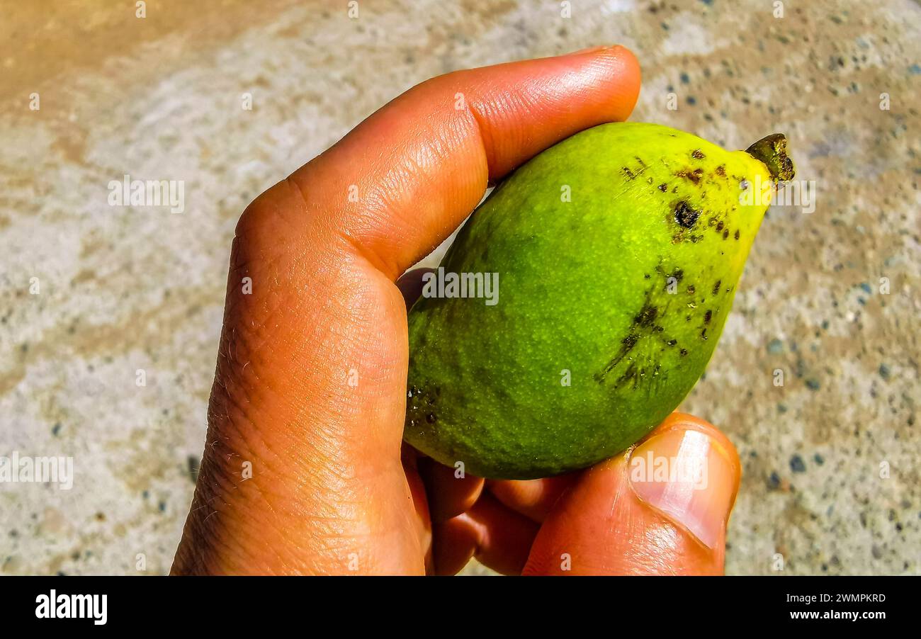 Kleine Unreife Mango In Der Hand In Tropischer Natur In Zicatela Puerto Escondido Oaxaca Mexiko. Stockfoto