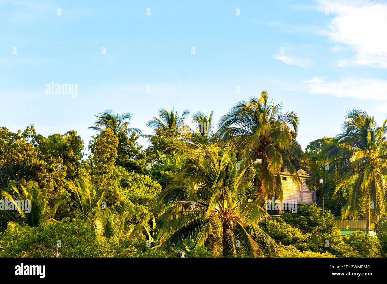 Tropische Natürliche Mexikanische Palme Mit Kokosnüssen Und Blauem Himmel Hintergrund In Zicatela Puerto Escondido Oaxaca Mexiko. Stockfoto