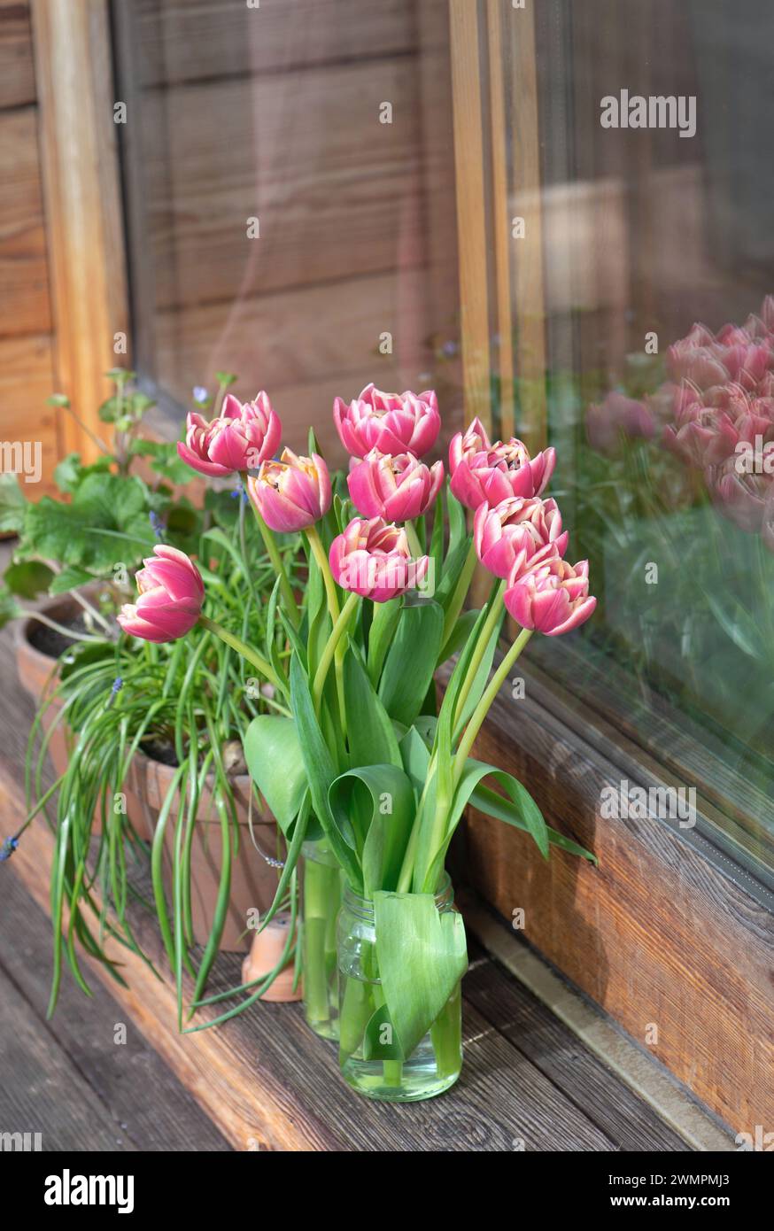 Tulpenstrauß in Vase und Topf vor einem Erkerfenster auf Holzterrasse Stockfoto