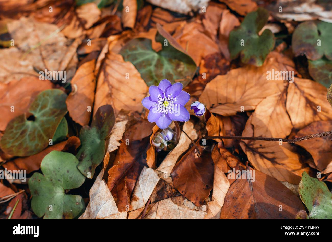 Blaue Blüten der hepatica nobilis unter den gefallenen Blättern im Wald Stockfoto