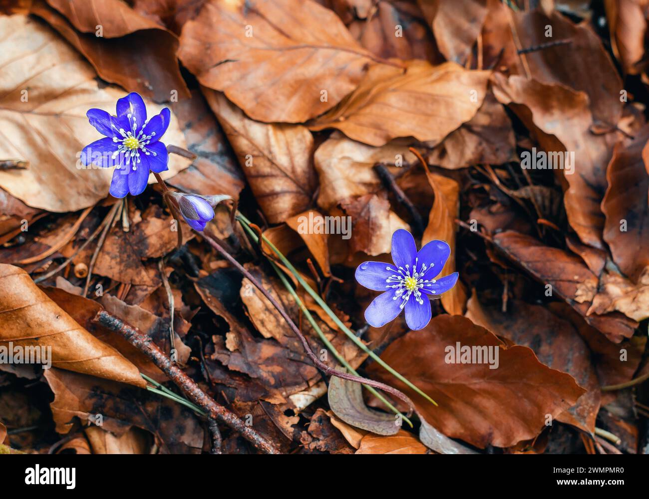 Blaue Blüten der hepatica nobilis unter den gefallenen Blättern im Wald Stockfoto