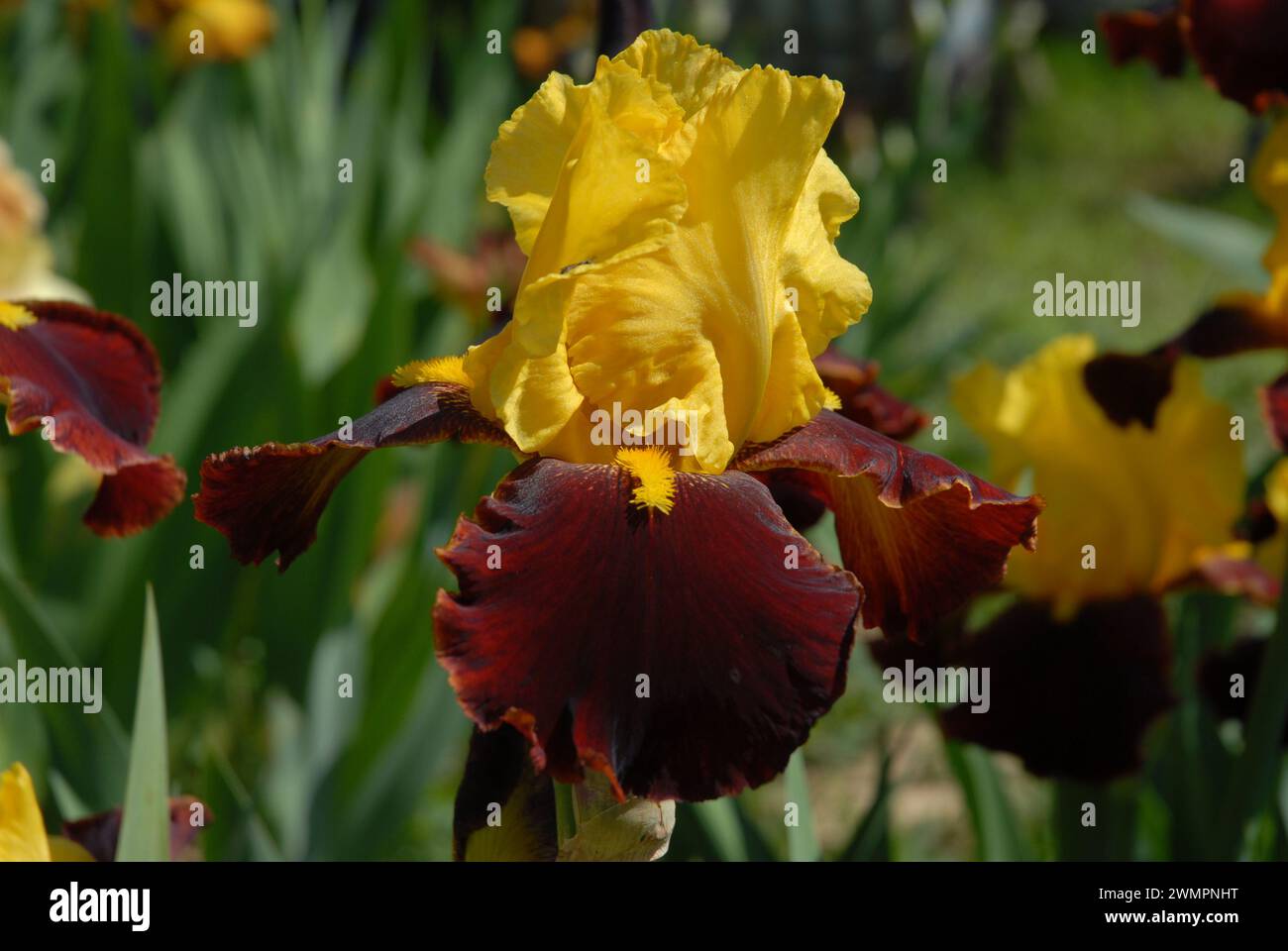 Große Bärtige Iris, Andalou, perfekte Blume, Nahaufnahme Stockfoto