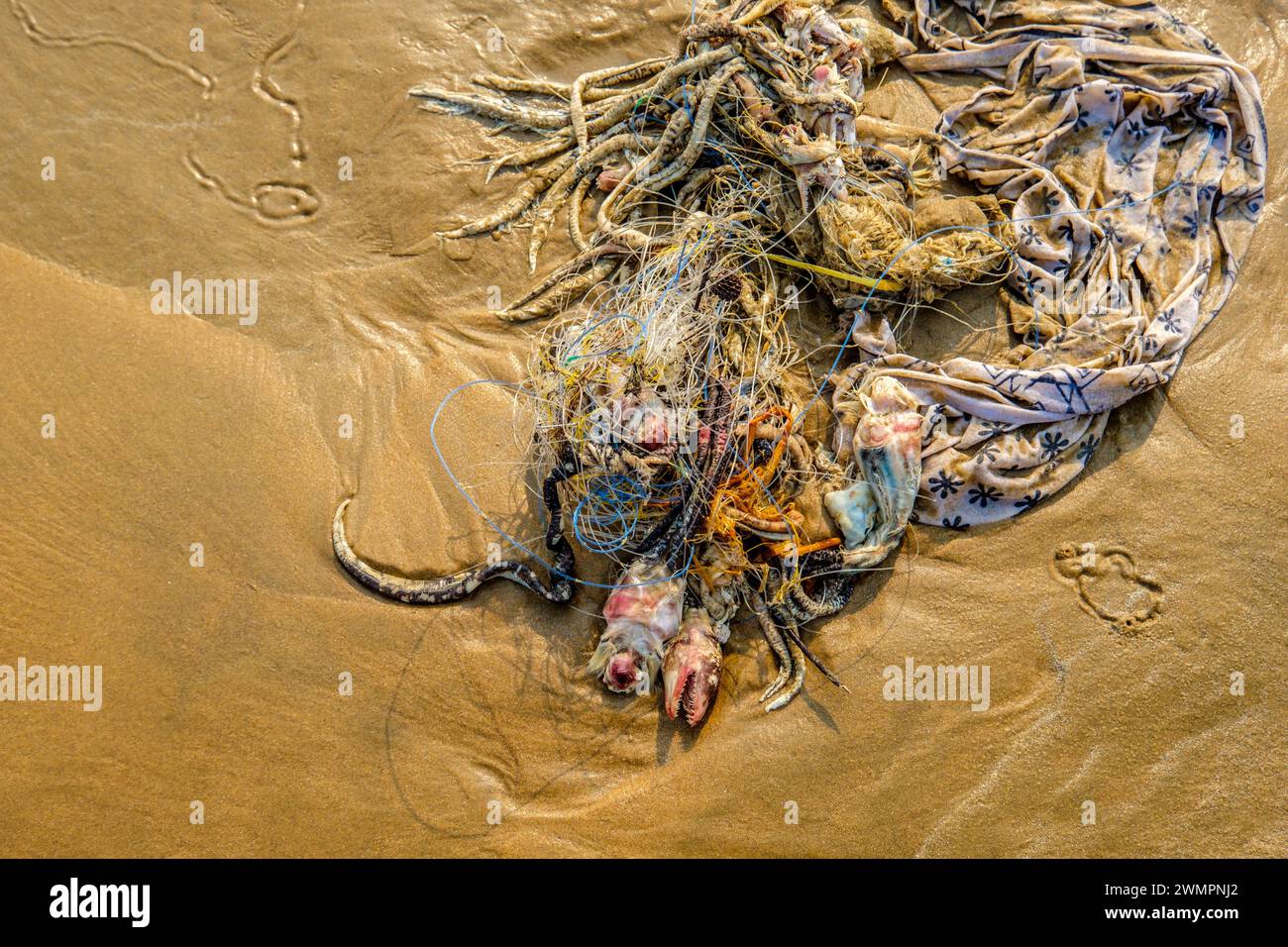 Eine Masse von Angelschnur, toten Fischen und Plastik an einem Strand in Odisha/Orissa in Indien Stockfoto