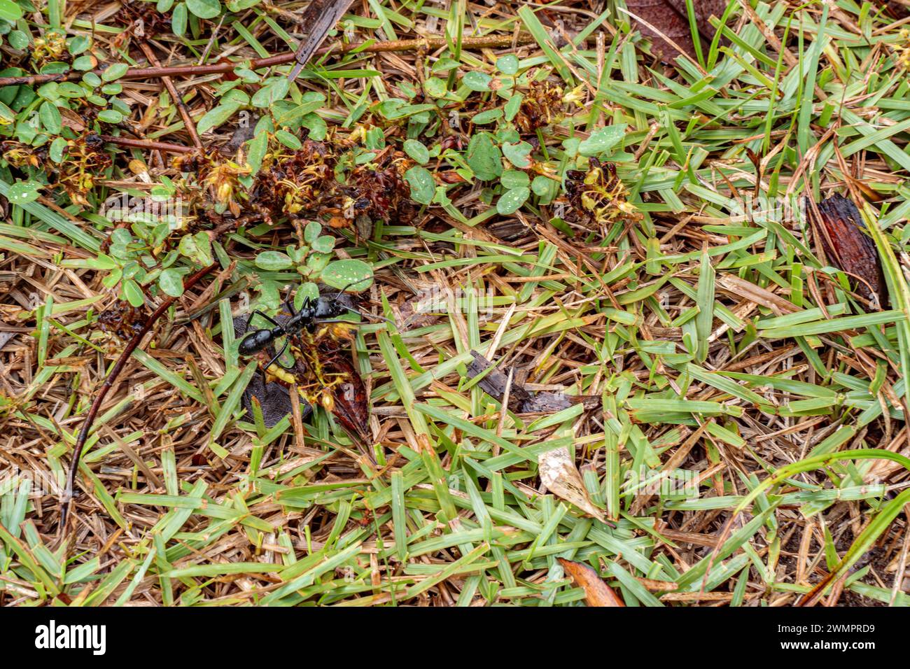 Riesige Amazonas-Ant in der Caatinga Stockfoto