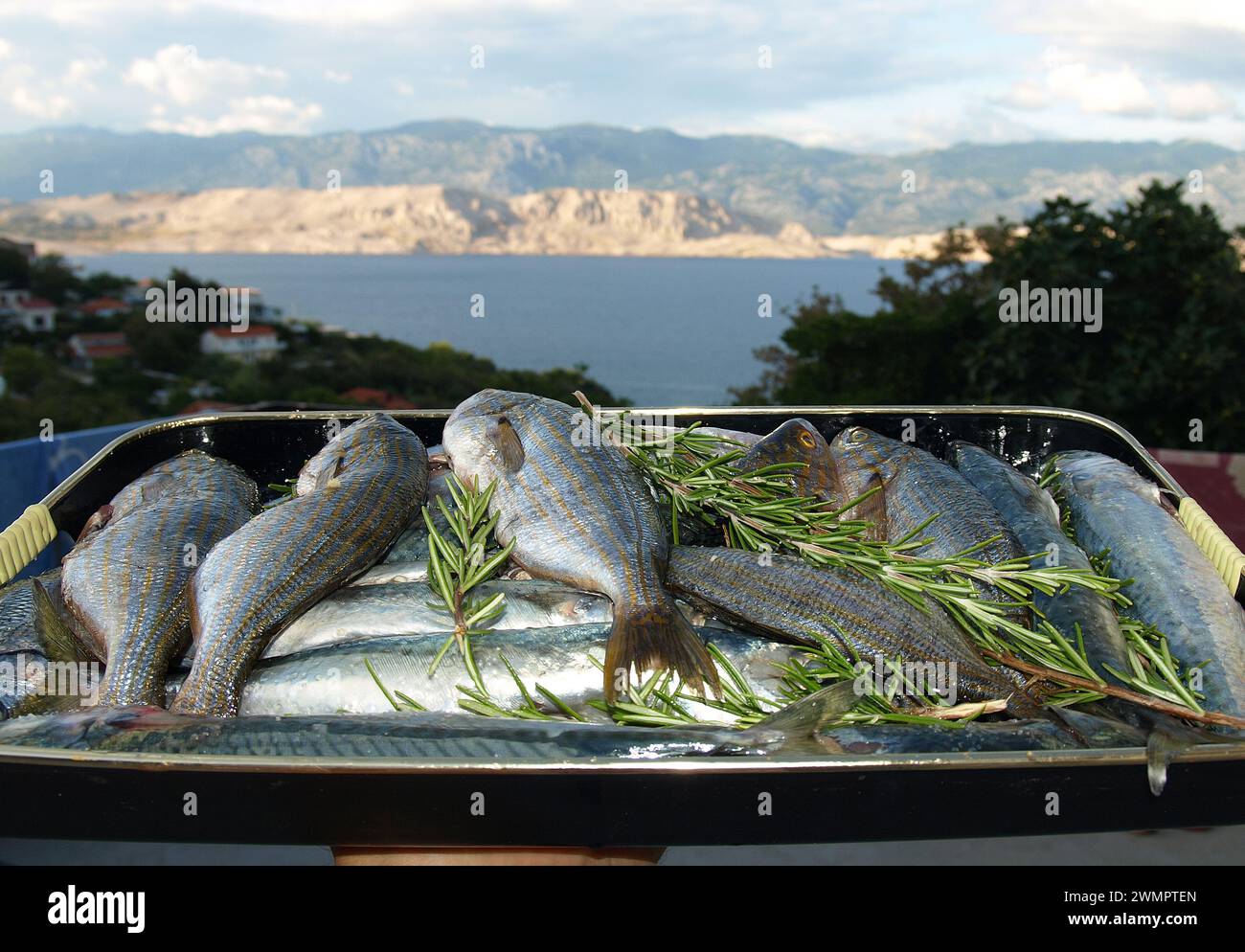 Salpa, haluzinogene Fische aus der adria, SARPA salpa, salema porgy auf Teller mit Rosmarin, frisch, roh, draußen Stockfoto