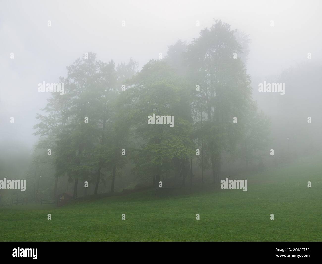 Mistical Nebelhain, Bäume, Gras, waagerecht. Glade im Nebel. Mystische Atmosphäre. Stockfoto