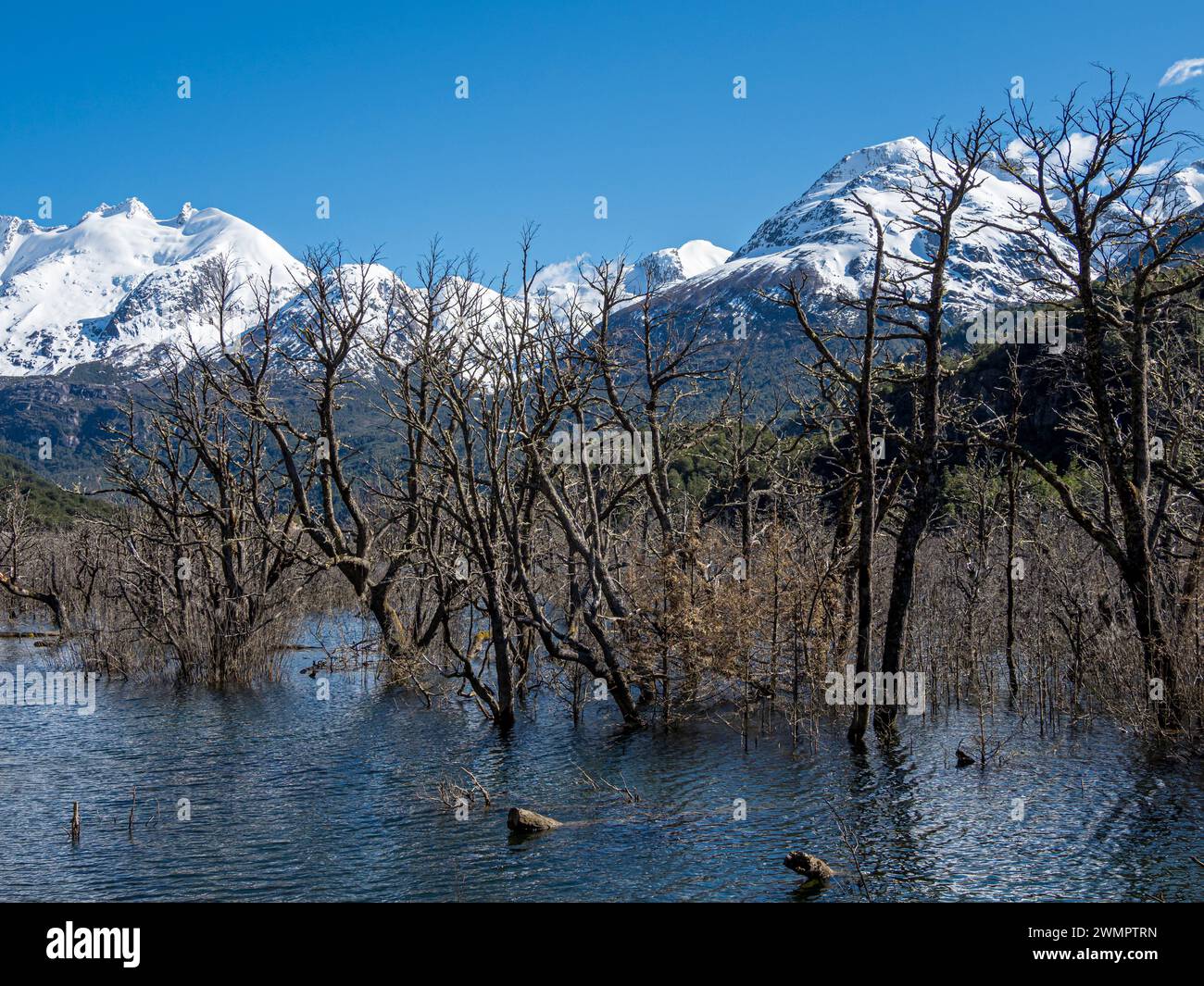 Überfluteter Wald mit toten Bäumen, Fluss Rio Norte, der durch Erdrutsch einen neuen See erschaffen hat, Valle Exploradores in der Nähe von Puerto Rio Tranquilo, Patagonia, Chil Stockfoto