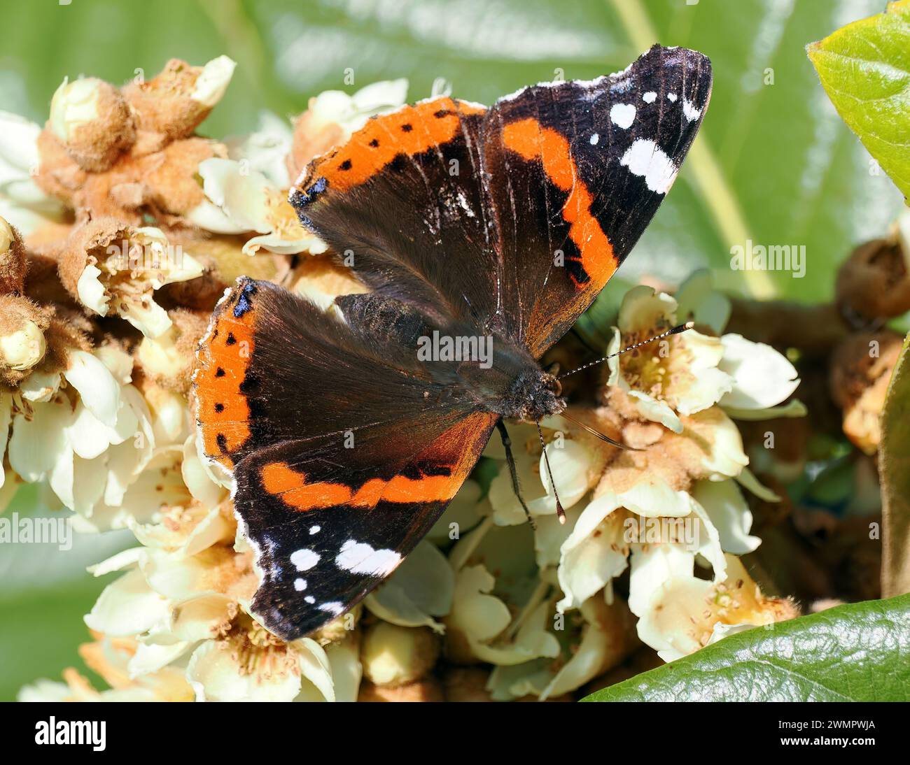 Admiral, Admiral, Vulcain, Vanessa atalanta, atalantalepke, admirálislepke, Budapest, Ungarn, Magyarország, Europa Stockfoto