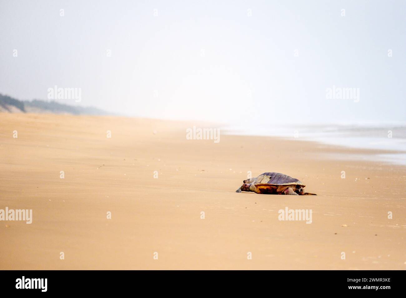 Dead Olive Ridley Schildkröten an einem Strand in Orissa / Odisha an der Ostküste Indiens Stockfoto