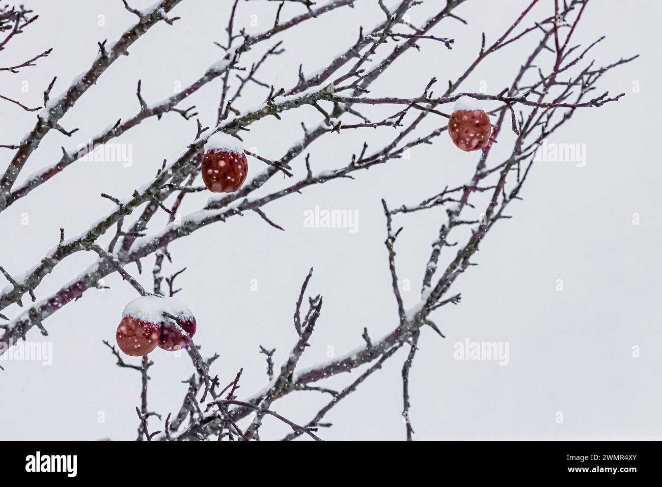 Äpfel wurden auf einem verlassenen Apfelbaum im Mecosta County, Michigan, USA, hinterlassen Stockfoto