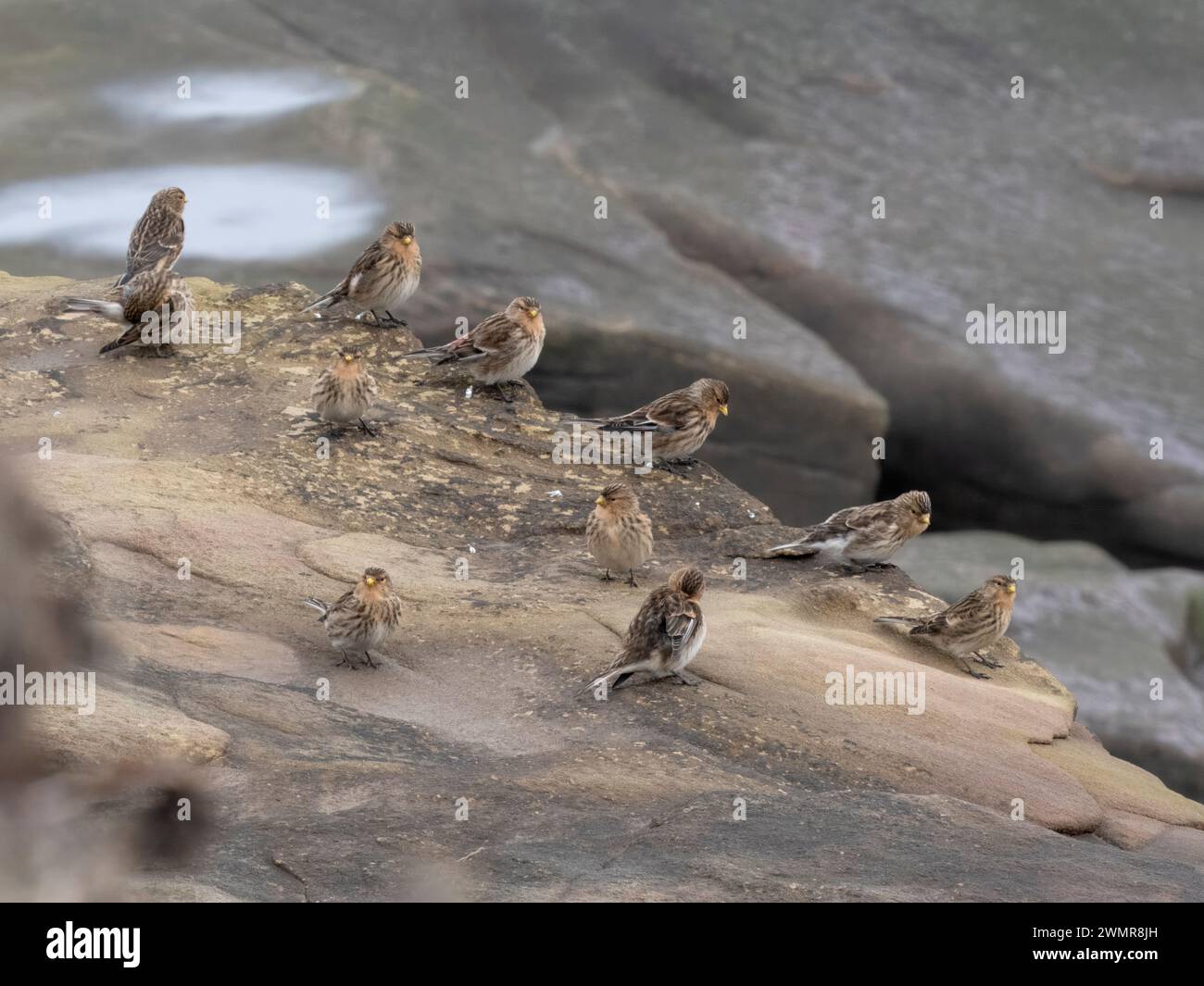 Twite, Linaria flavirostris, Gruppe der Vögel auf Felsen, Northumberland, Februar 2024 Stockfoto