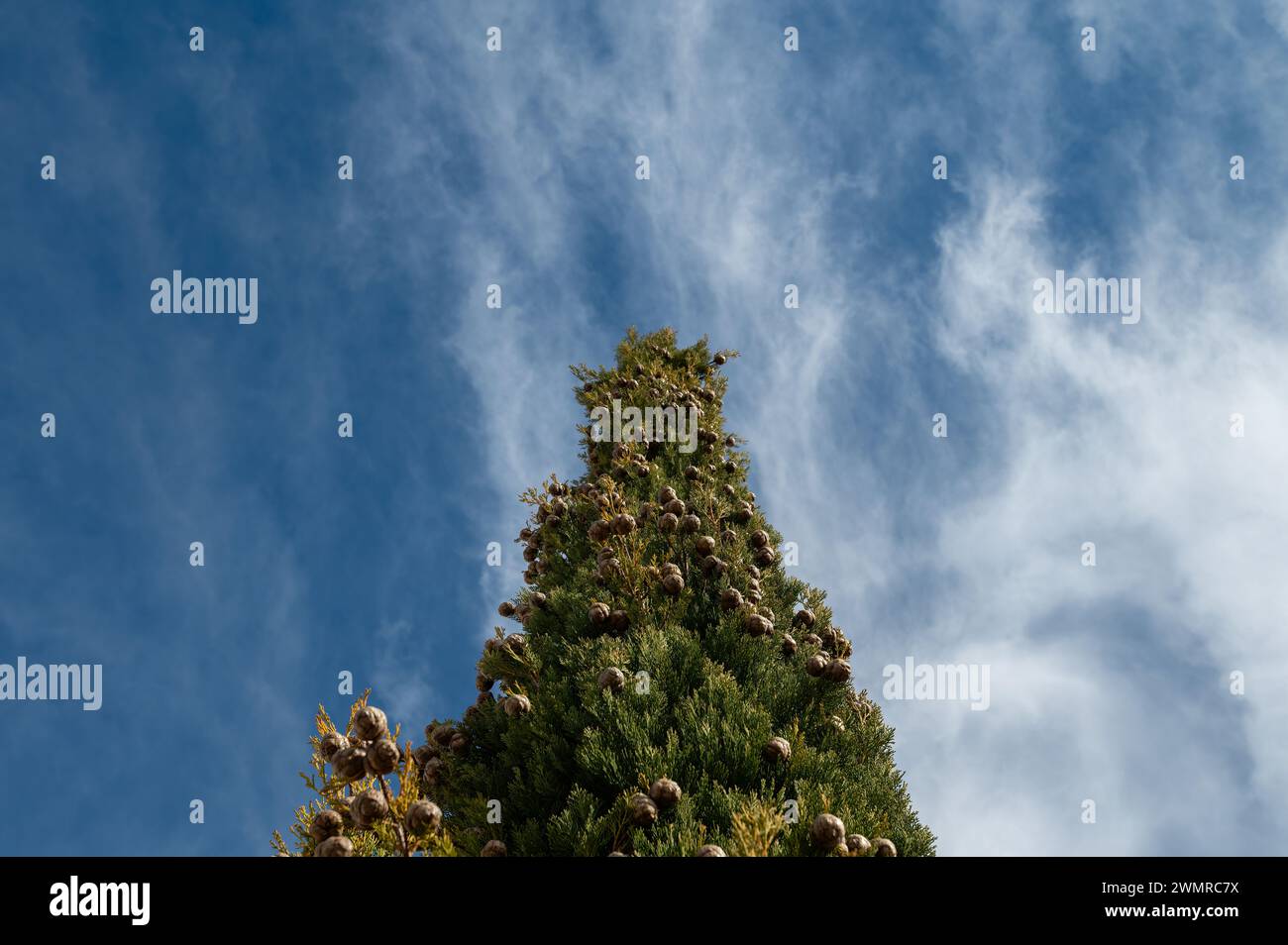 Der Baum, in der Türkei auch als Friedhofszypresse bekannt, und seine kleinen Kegel. Cupressus sempervirens, bewölkter Himmel Hintergrund. Stockfoto