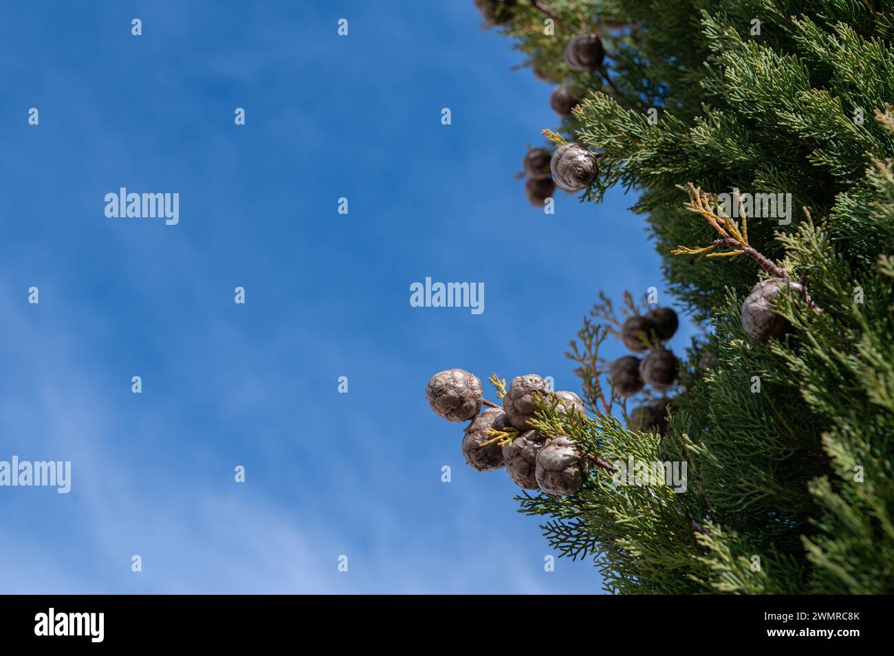 Der Baum, in der Türkei auch als Friedhofszypresse bekannt, und seine kleinen Kegel. Cupressus sempervirens, bewölkter Himmel Hintergrund. Stockfoto