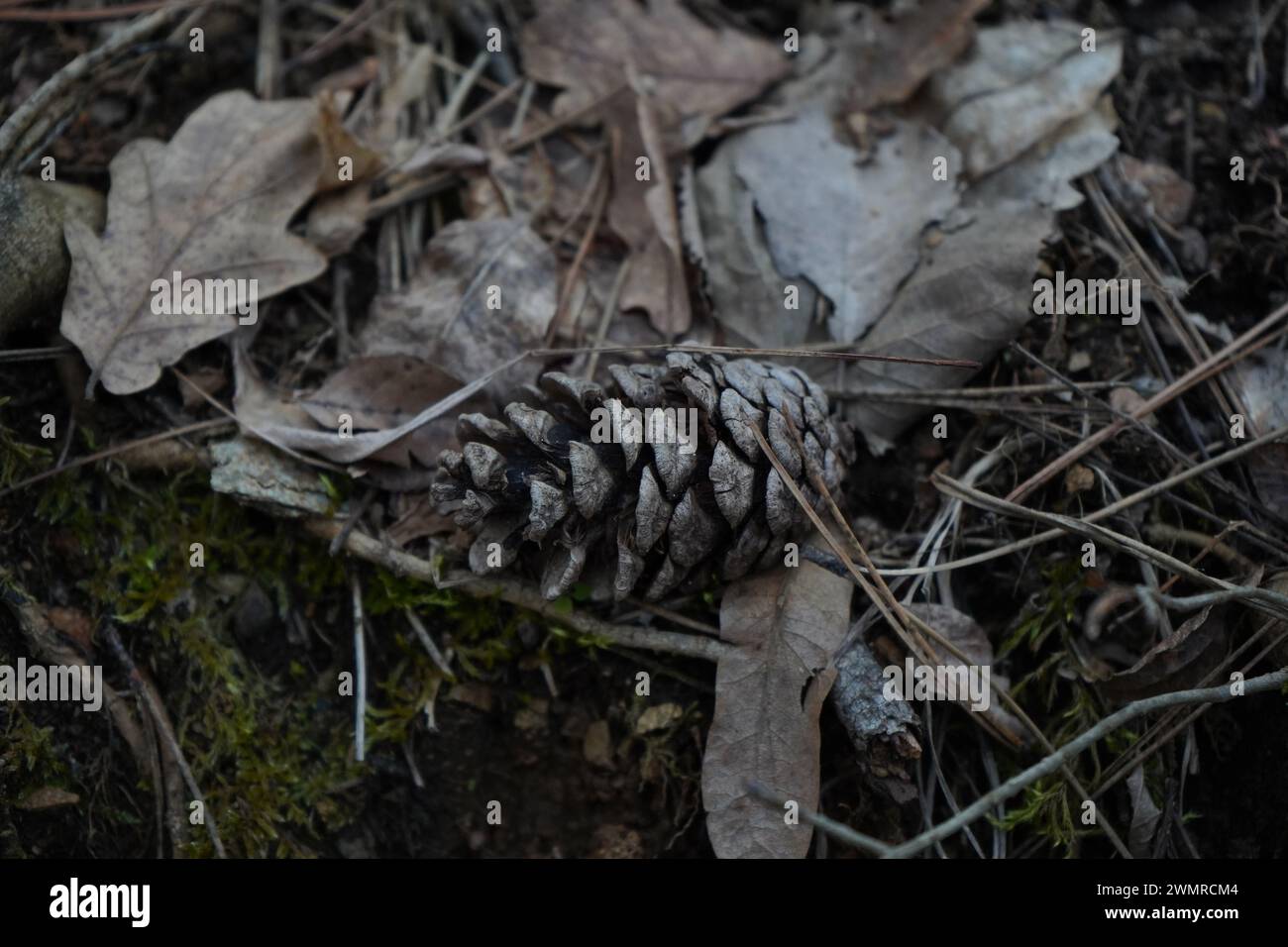 Die Teichkiefer, schwarze Rindenkiefer, Lorbeerkiefer, Sumpfkiefer oder Pocosin-Kiefer (Pinus serotina) Stockfoto