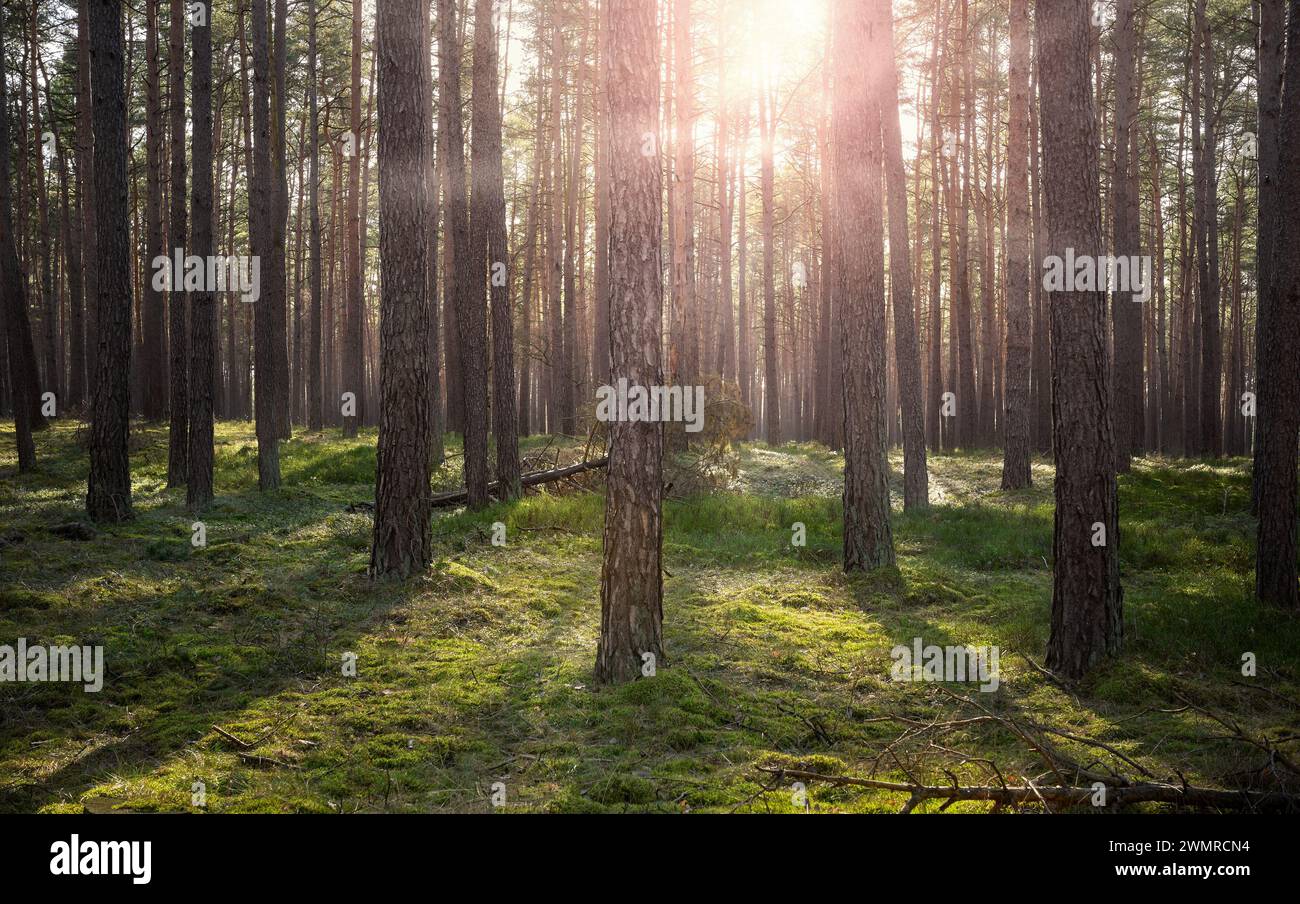 Foto eines Waldes mit Sonnenuntergang durch die Bäume, selektiver Fokus. Stockfoto