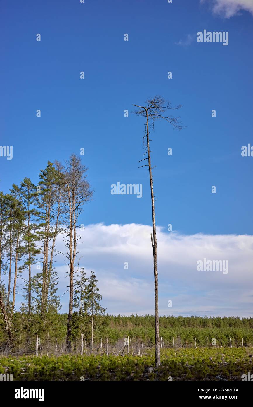 Foto von einsam in der Nähe des Waldes, Entwaldungskonzept. Stockfoto
