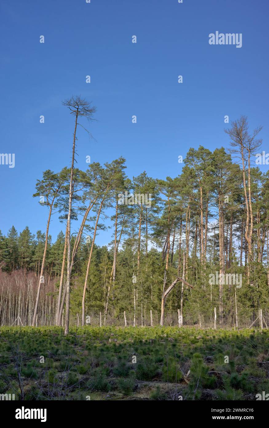 Foto eines Waldes an einem sonnigen Tag. Stockfoto