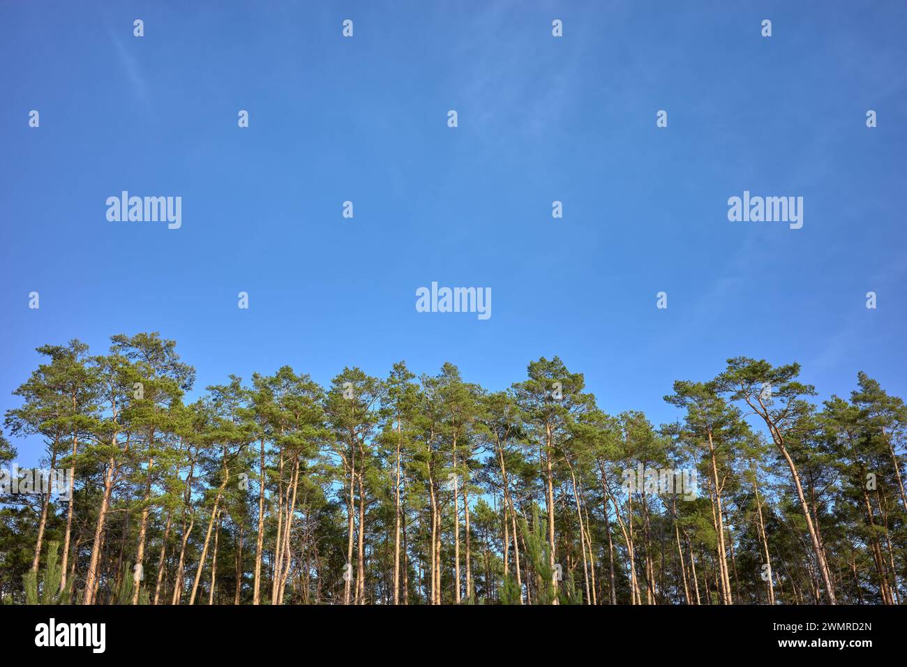 Foto von Bäumen am blauen Himmel. Stockfoto