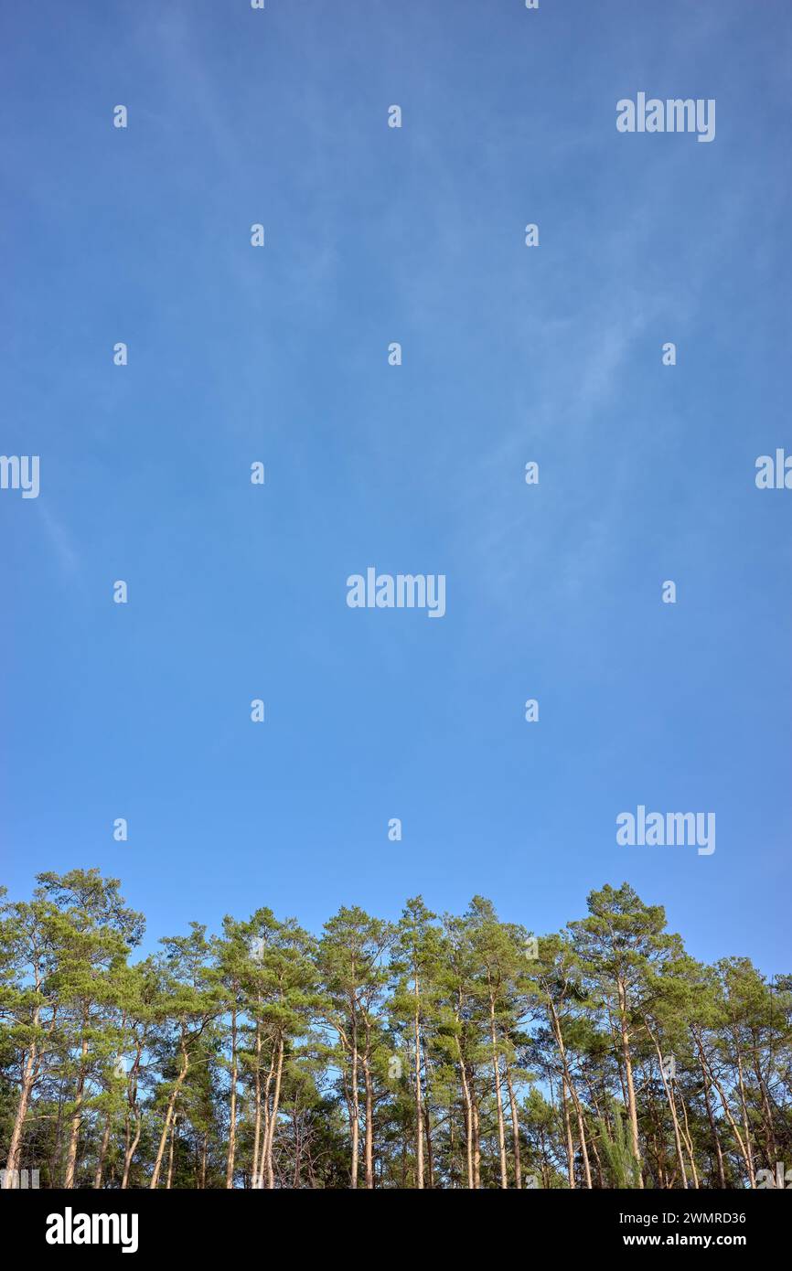 Foto von Bäumen am blauen Himmel. Stockfoto