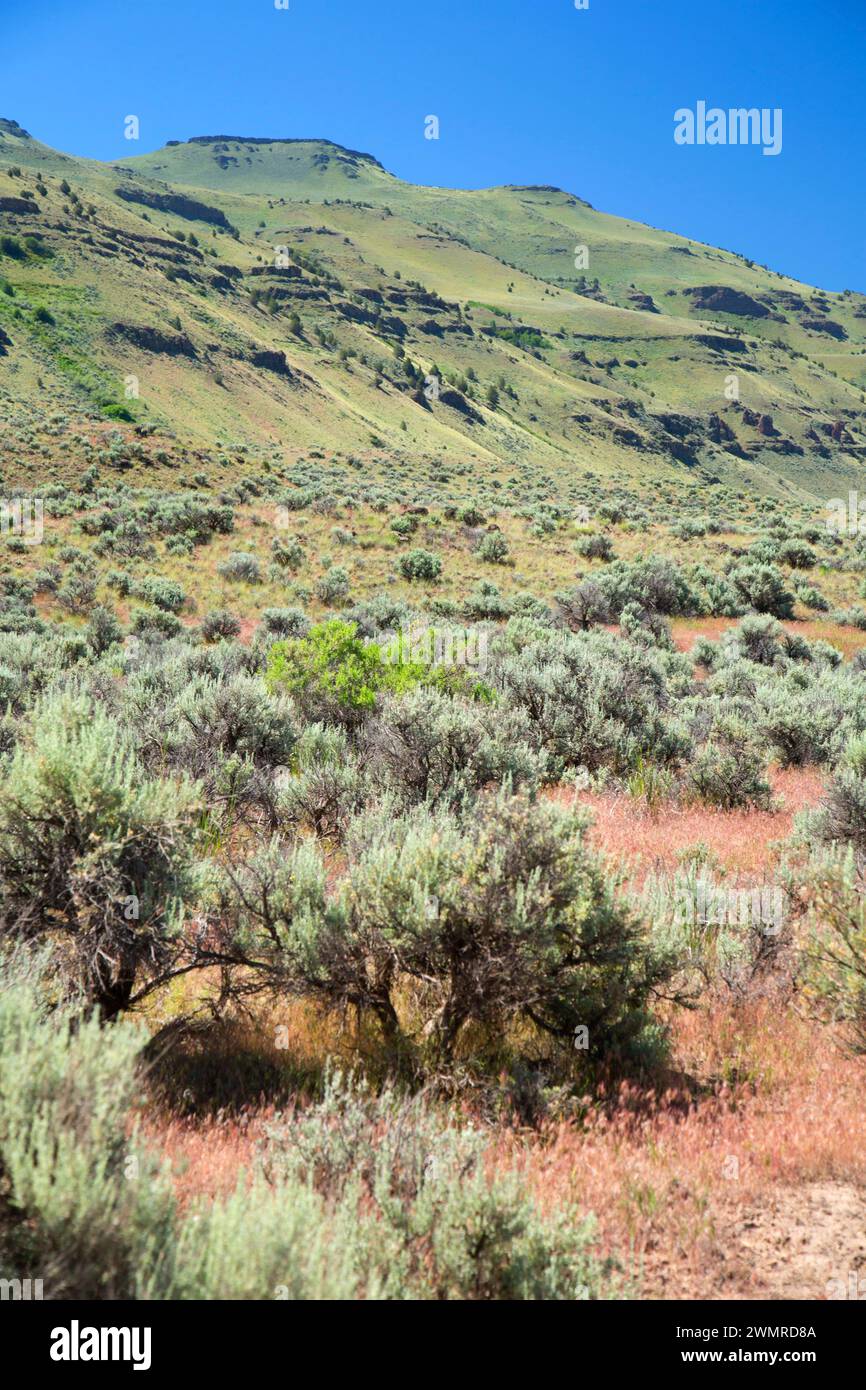 Hart-Berg vorne, Hart Mountain National Antelope Refuge, Oregon Stockfoto