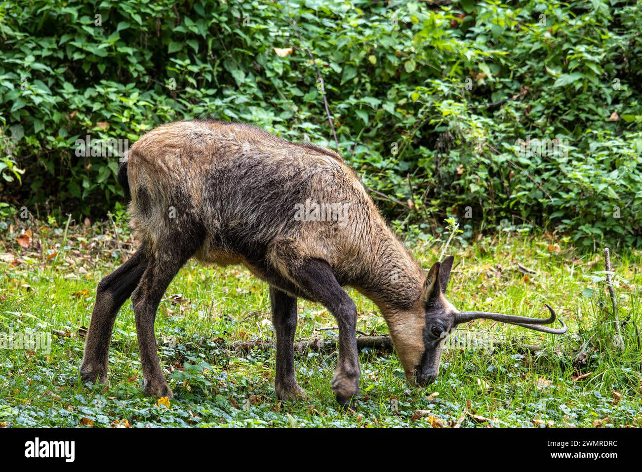 Die Apennin-Gämse, Rupicapra pyrenaica ornata, lebt im Nationalpark Abruzzen-Lazio-Molise in Italien und in den Pyrenäen in Spanien Stockfoto