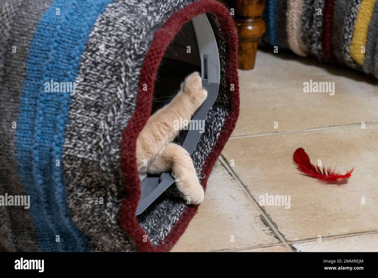 Britische Kurzhaarkatze auf einem lebendigen Nahaufnahme-Foto Stockfoto