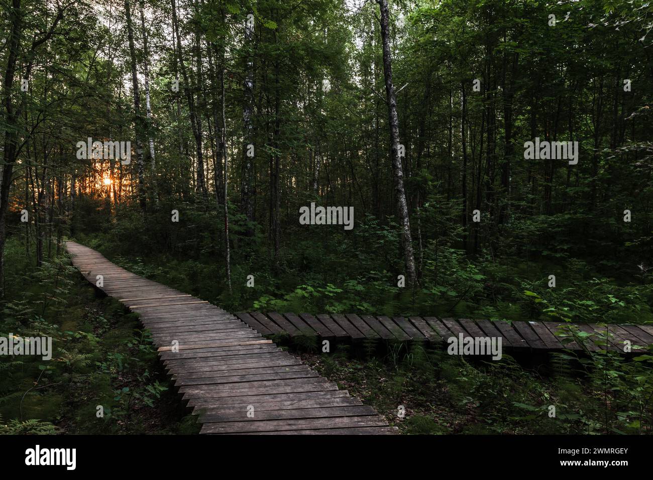 Leere Holzstege führen am Sommerabend durch den dunklen Wald Stockfoto