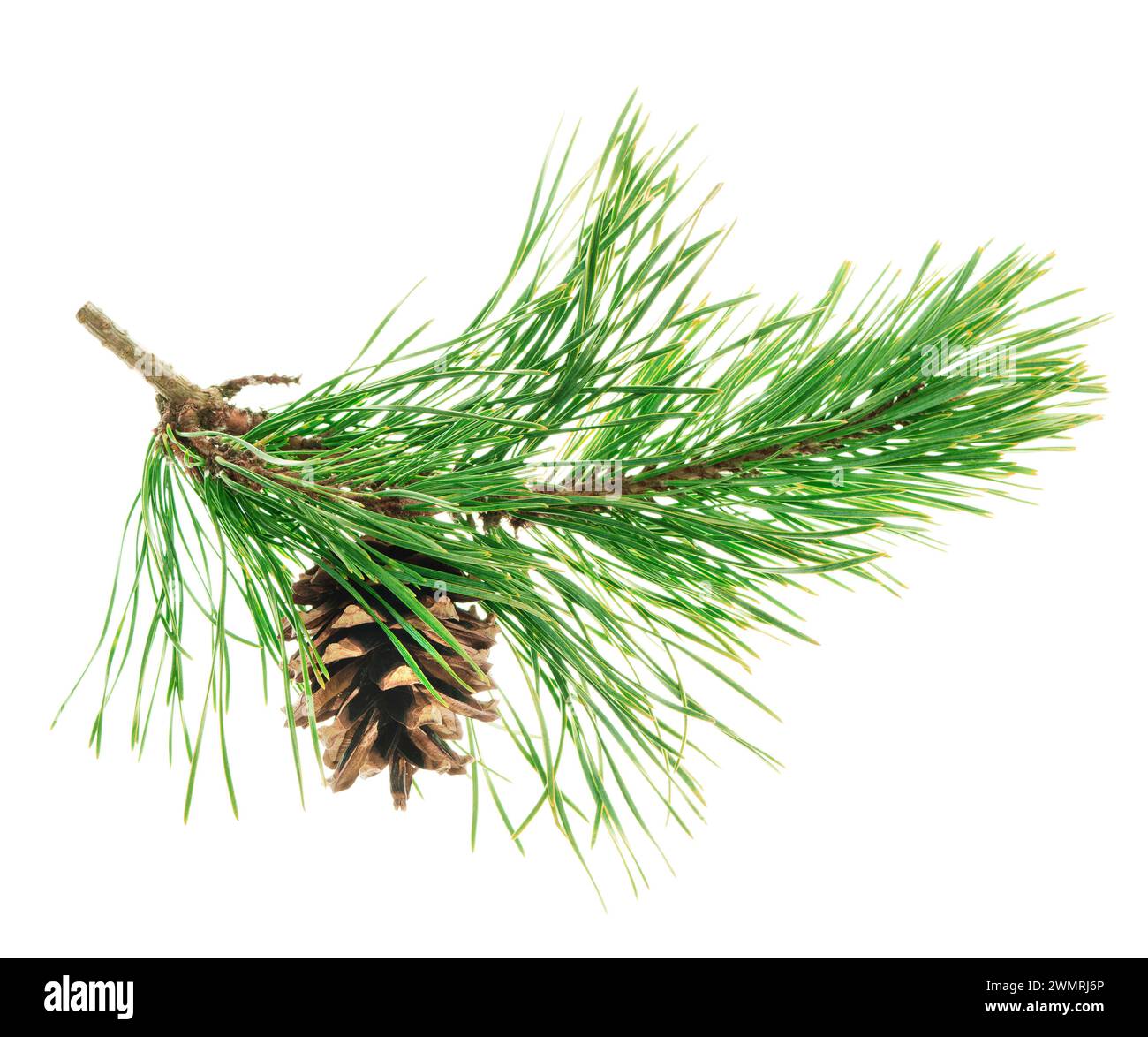 Kiefernäste mit Kegeln isoliert ohne Schatten. Wunderschöne natürliche Einrichtung. Weihnachten. Neujahr. Kiefernäste. Wald. Pflanzliche Medizin. Tannenzweige. Wint Stockfoto