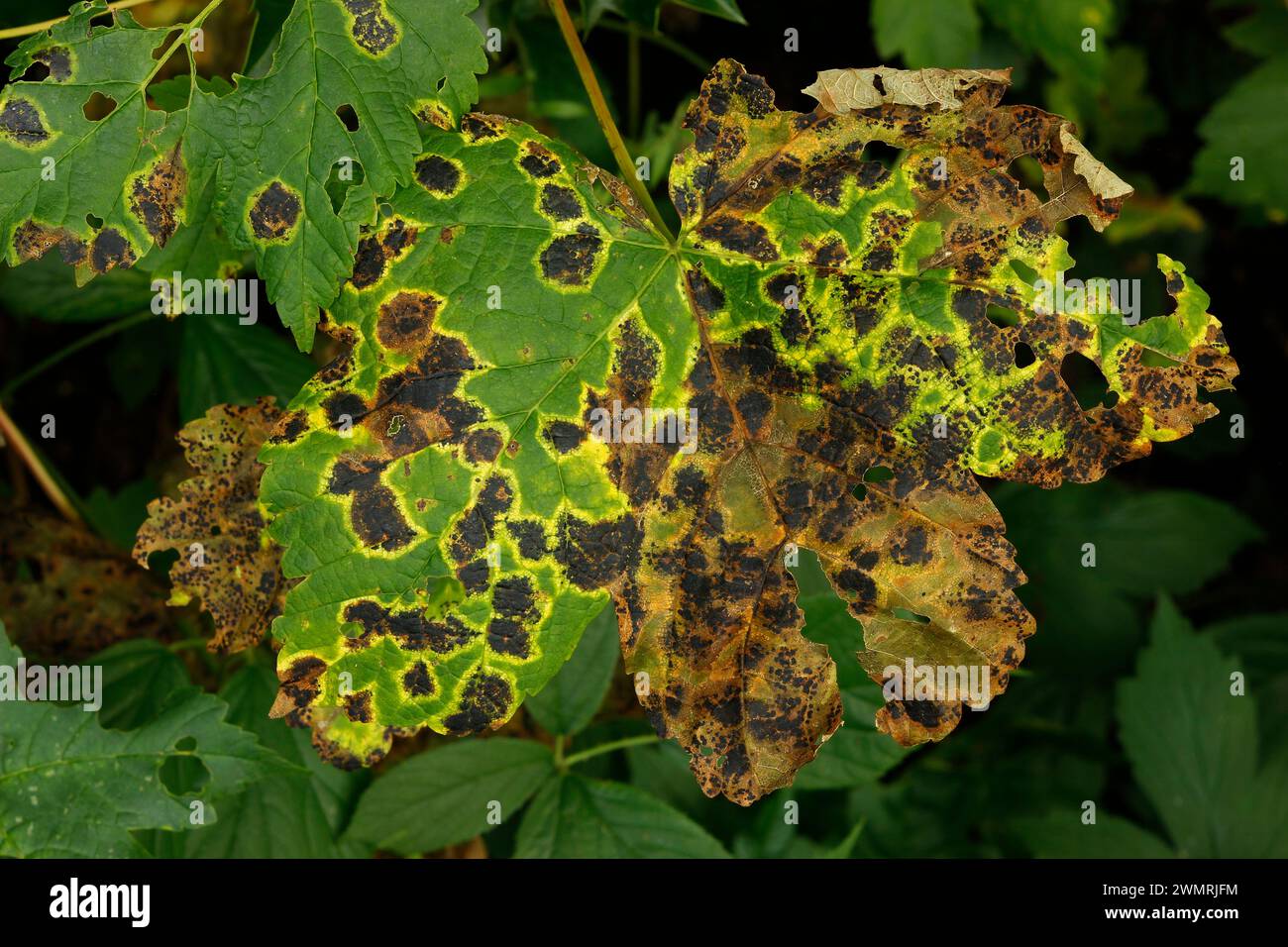 Rhytisma acerinum „Sycamore Tarspot“ Stockfoto