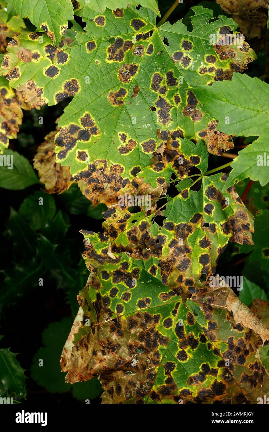 Rhytisma acerinum „Sycamore Tarspot“ Stockfoto