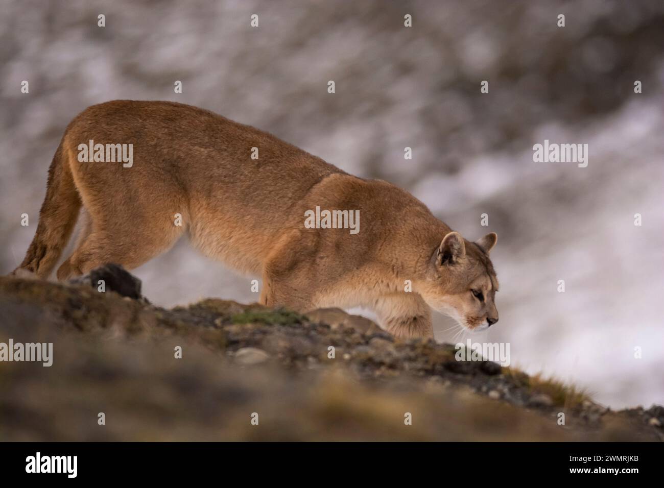 Puma Wandern in Bergumgebung, Nationalpark Torres del Paine, Patagonien, Chile. Stockfoto