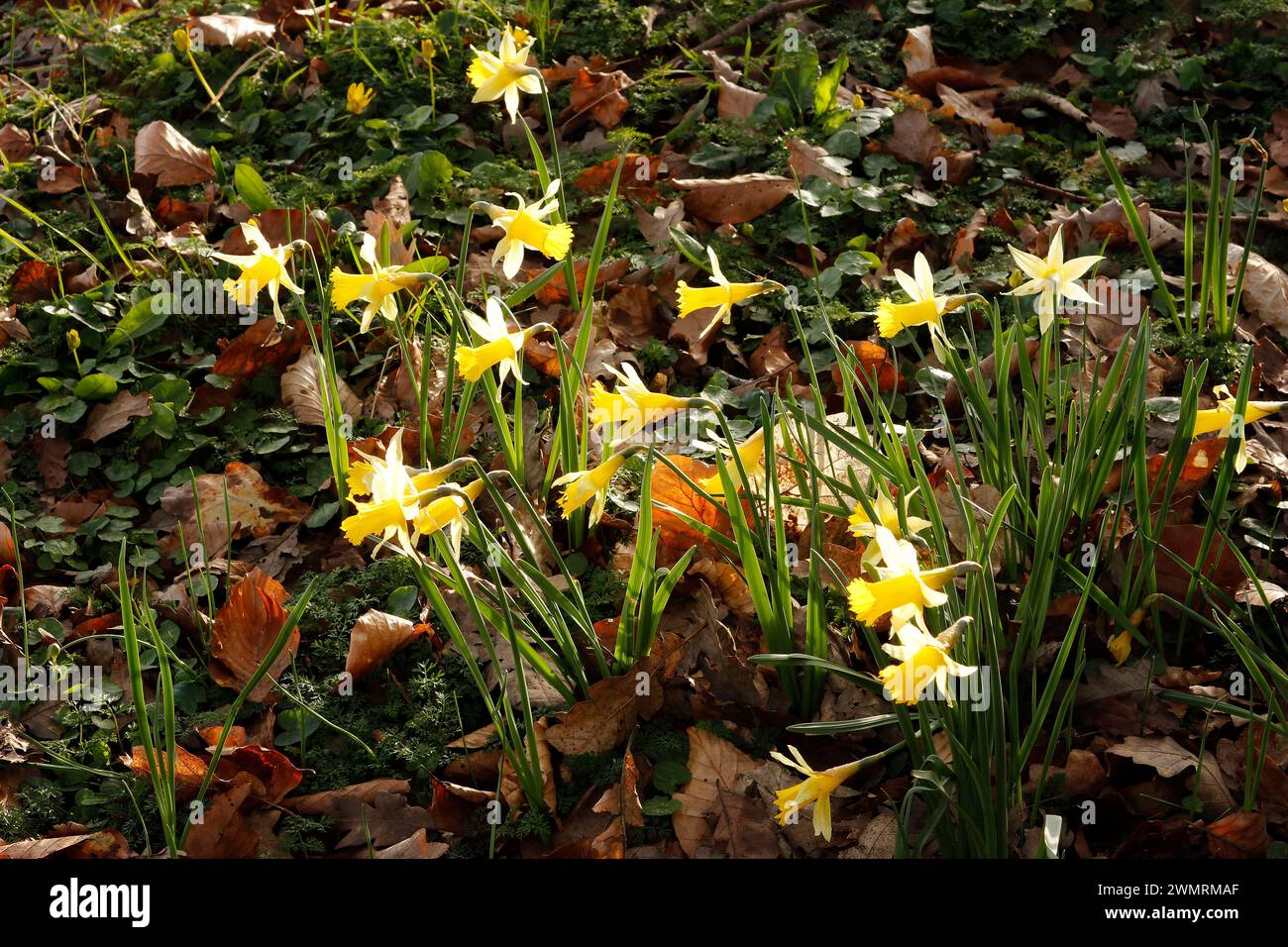 Narcissus pseudonarcissus 'Wild Daffodil' Stockfoto