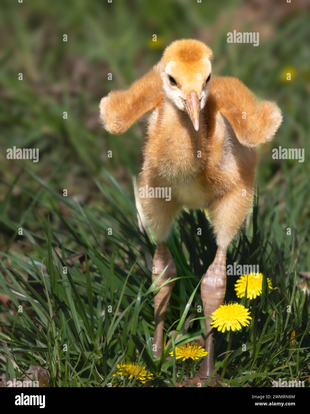 Sandhill-Kranhengst (Baby Grus canadensis), der durch Gras und Blumen spaziert, Kensington Metropark, nahe Milford, Michigan Stockfoto