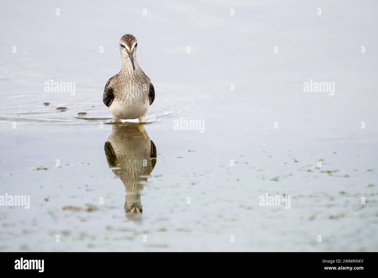 Kleine Yellowlegs auf der Jagd nach Nahrung an der Küste des Golfs von St. Lawrence in Kanada. Stockfoto