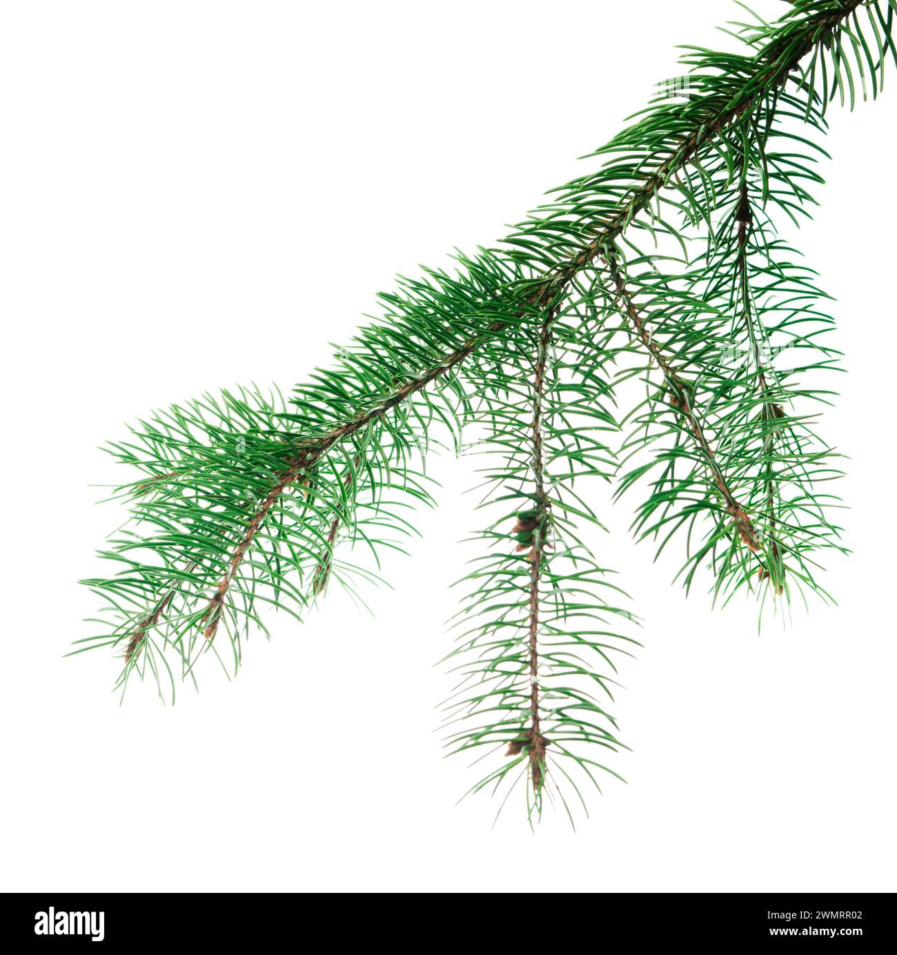 Grüne Weihnachtsbäume. Konstruktionselement. Festliche Winterferien. Lange Zweige von Weihnachtsbäumen. Für botanische Dekoration und Girlanden. Auch für Urlaub Stockfoto