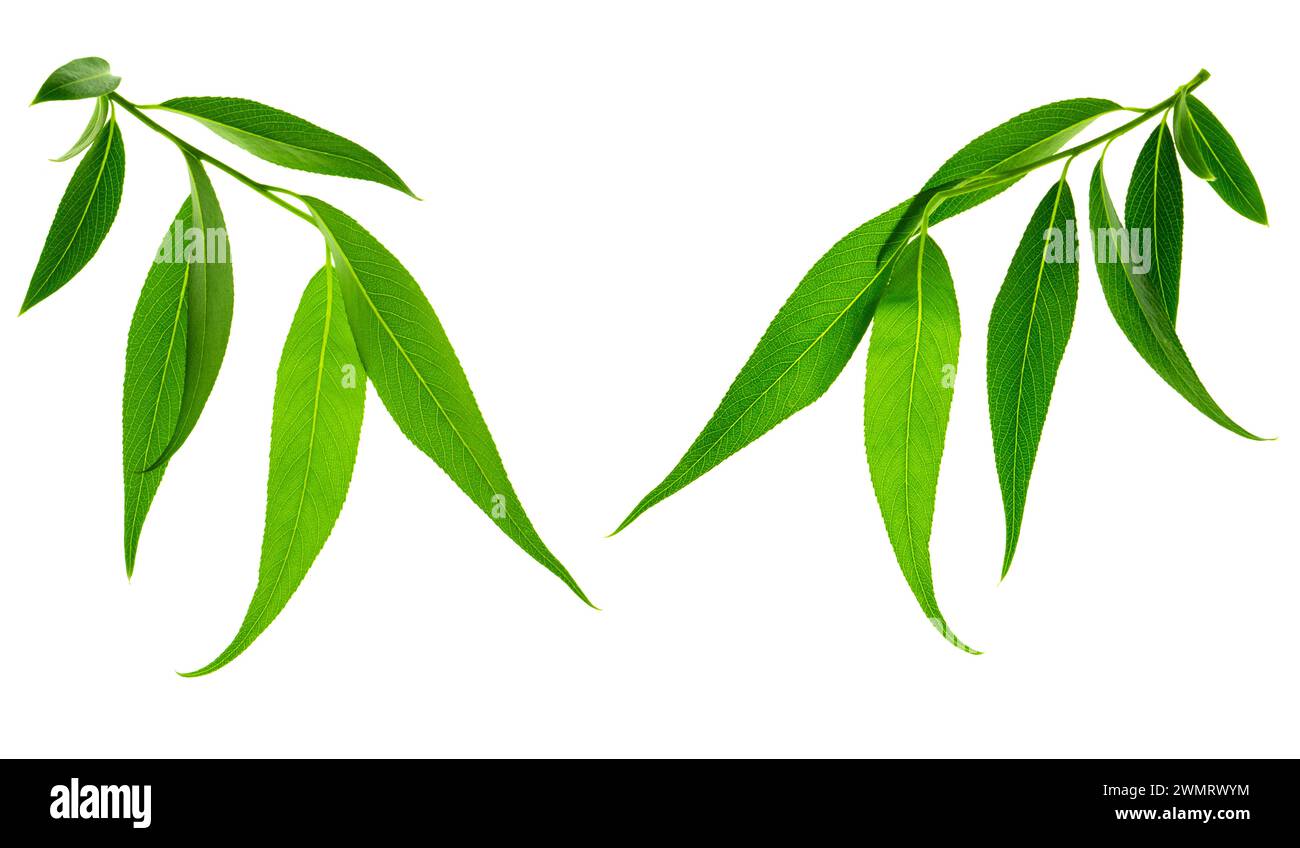 Grüne Blätter isoliert auf weißem Hintergrund. Junge Blätter grüner Bäume. Weide. Feder. Grüne Blätter aus nächster Nähe. Schöne Frische Grüne Blätter. Stockfoto