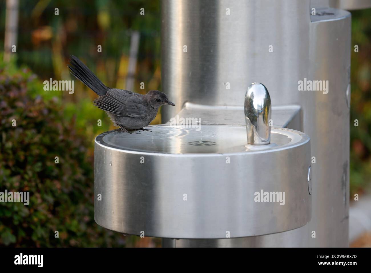 Ein junger grauer Katzenvogel (Dumetella carolinensis) nimmt ein Bad in einem überfluteten öffentlichen Wasserbrunnen aus Edelstahl in New York City Stockfoto