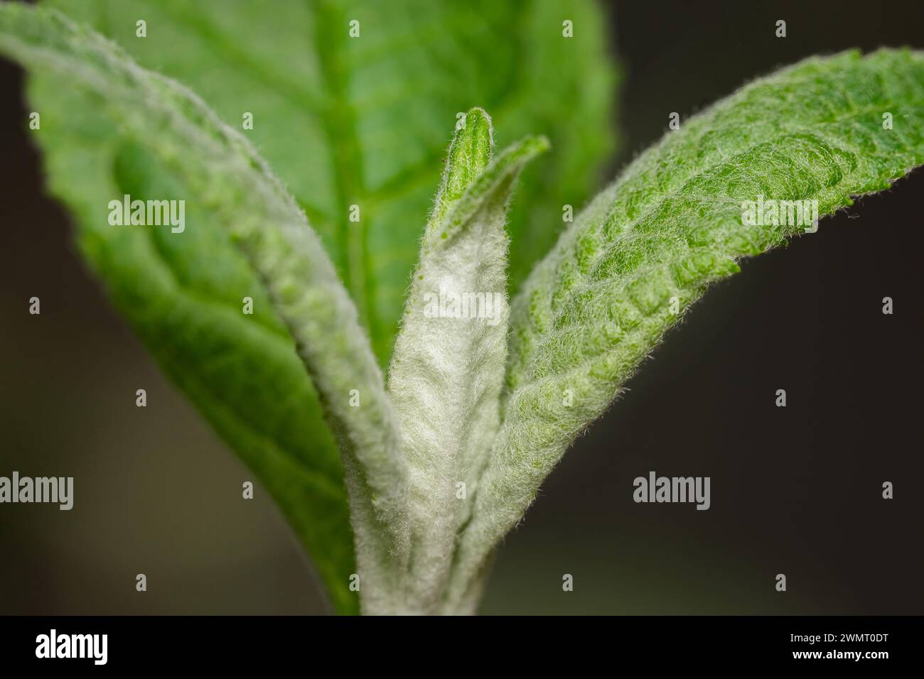 Blattstruktur, Adern Nahaufnahme, grünes Blatt in der Natur. Hintergrund Textur Tapete. Hintergrundbeleuchtete Naturszene Stockfoto