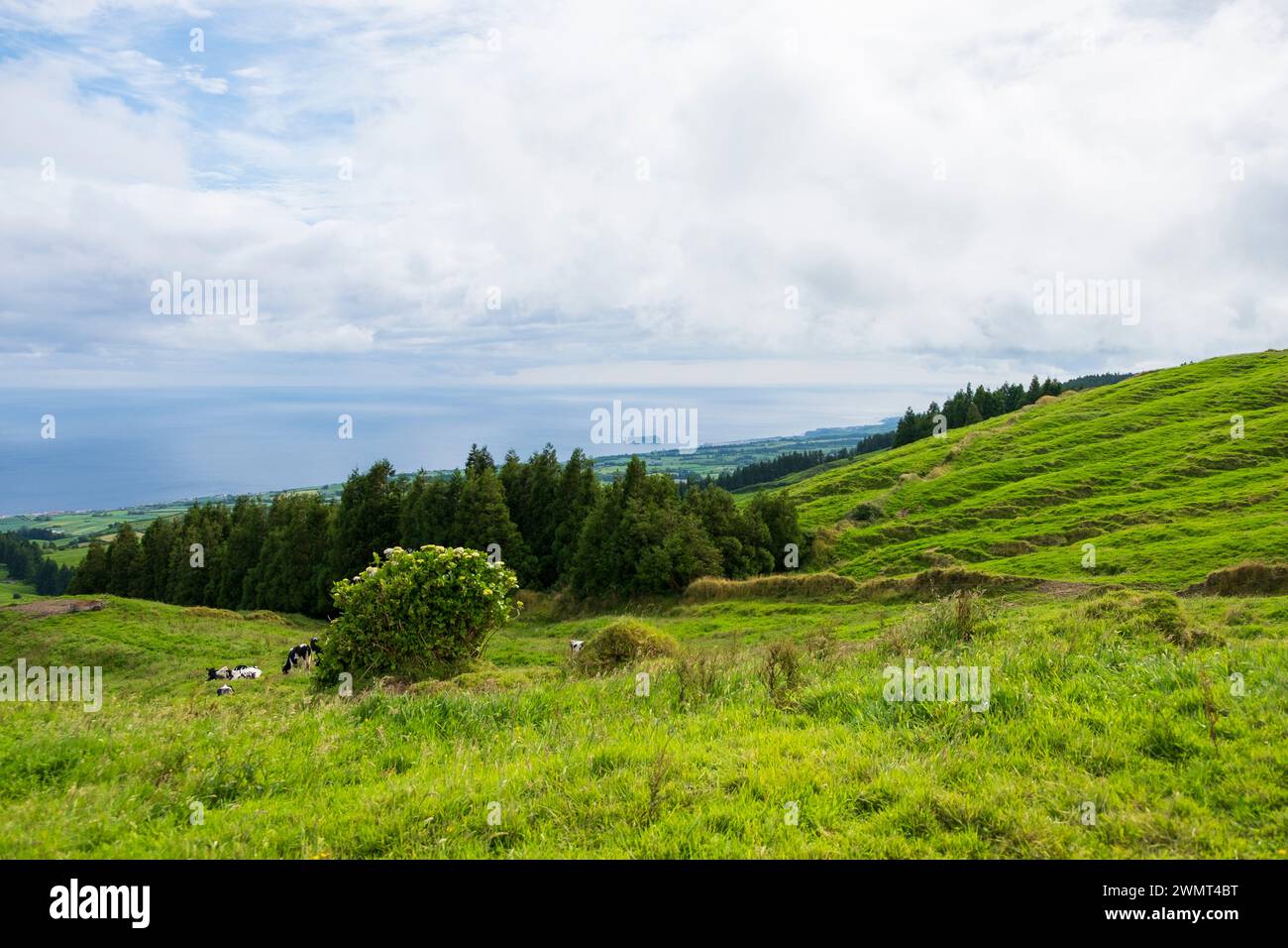 Blick auf die grünen Wiesen an der Südküste der Insel Sao Miguel auf den Azoren. Stockfoto