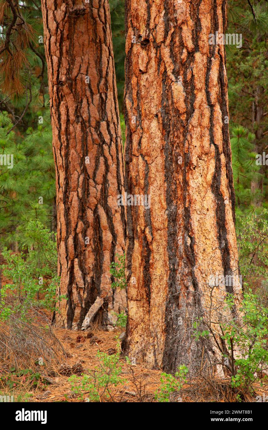 Ponderosa Pine (Pinus ponderosa), Sawyer Park, Bend, Oregon Stockfoto