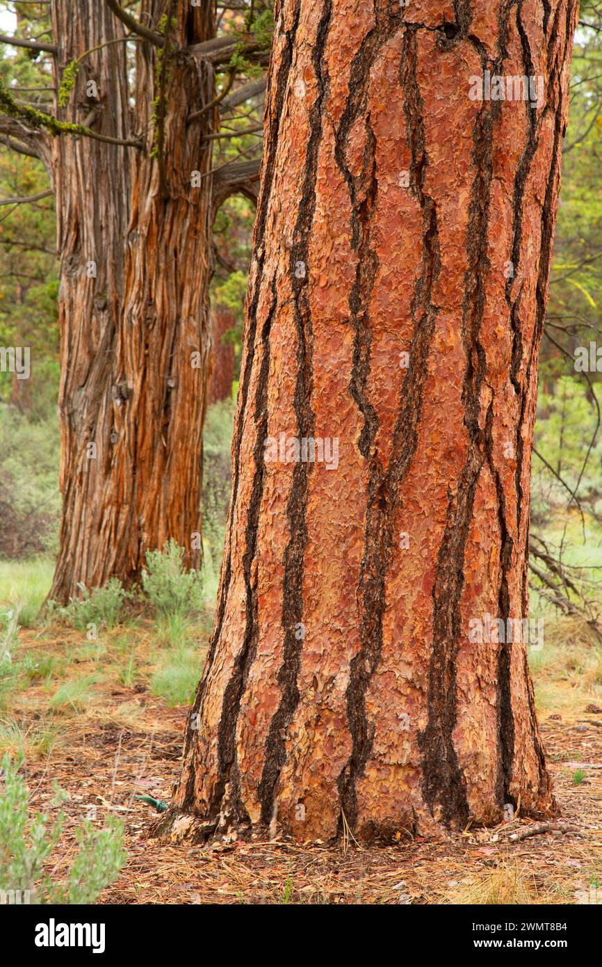 Ponderosa-Kiefer (Pinus ponderosa) mit westlichem wacholder, Sawyer Park, Bend, Oregon Stockfoto