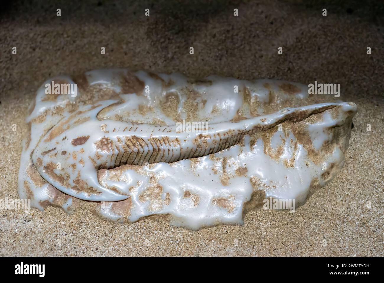 Altes Fossil von kieferlosen Fischen Cephalaspis im Sand Stockfoto