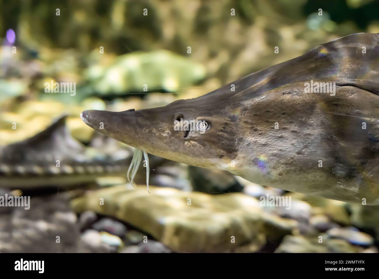 Die kaluga (Huso dauricus), auch bekannt als der Fluss Beluga, Nahaufnahme Stockfoto