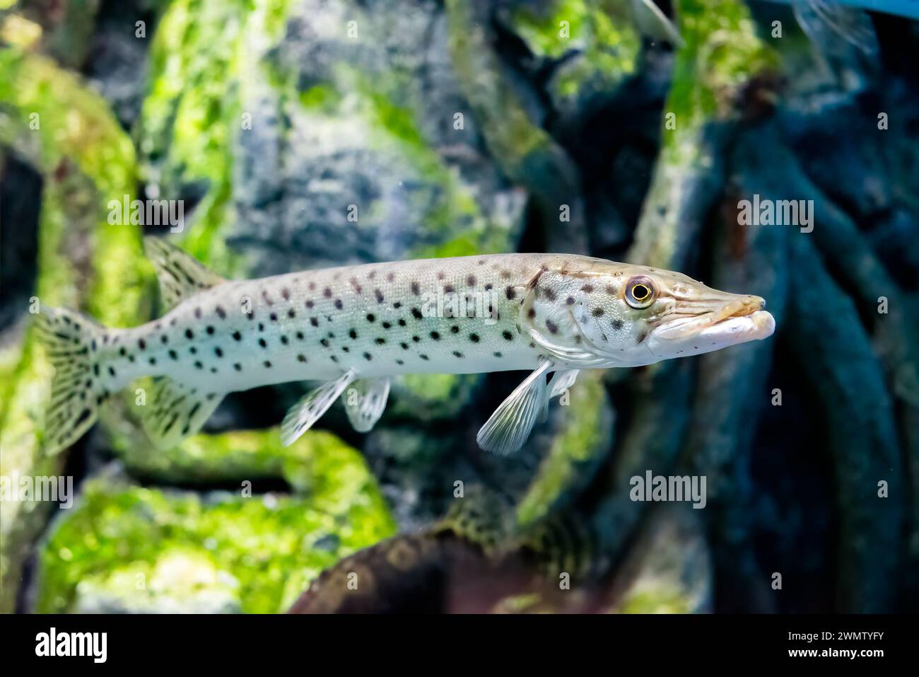 Der Amurhecht (Esox reichertii), auch bekannt als der Schwarzfleckenhecht, der im Fluss Amur in Russland beheimatet ist Stockfoto