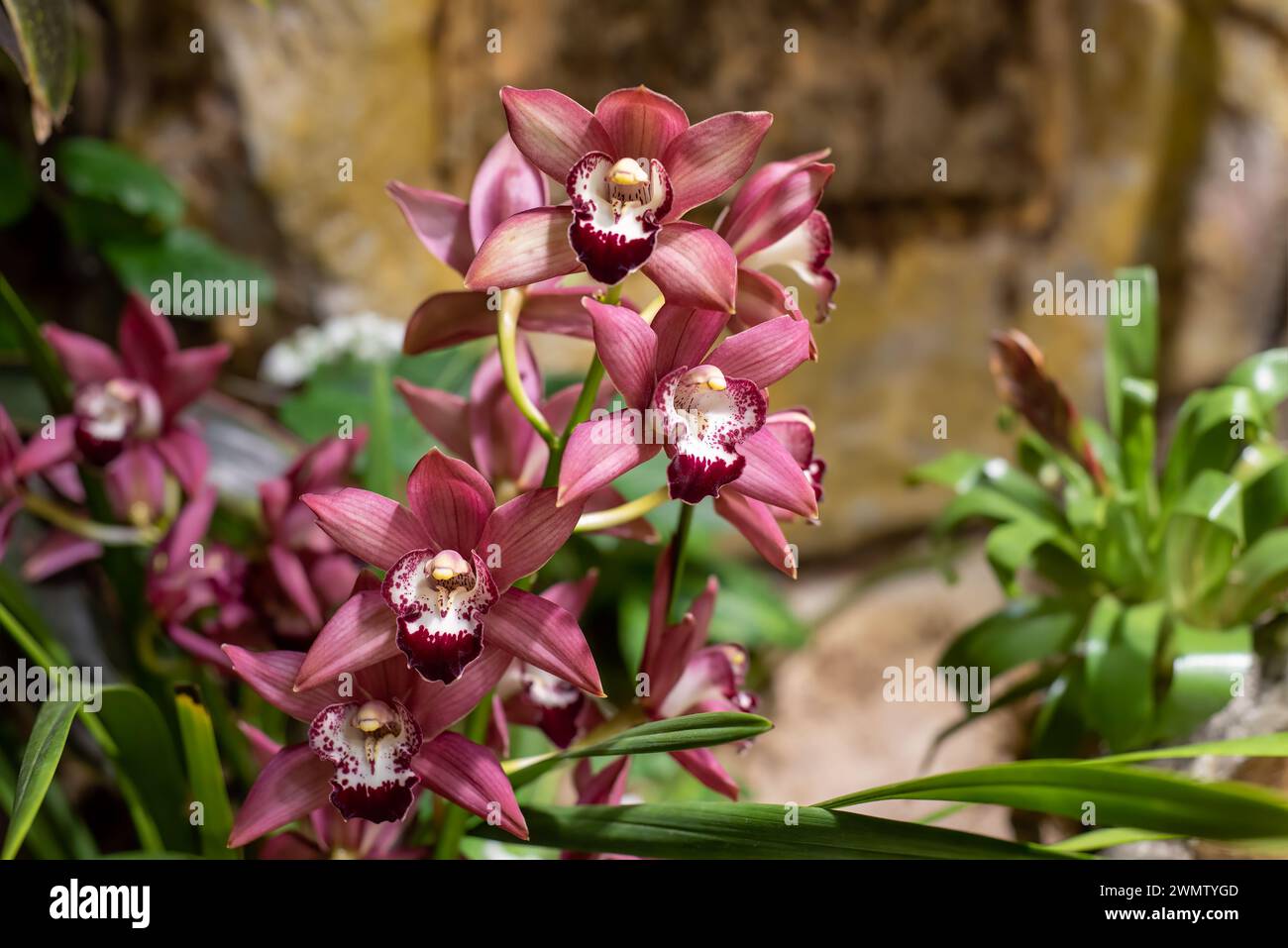 Cymbidium ist auch bekannt als Bootsorchiden Stockfoto
